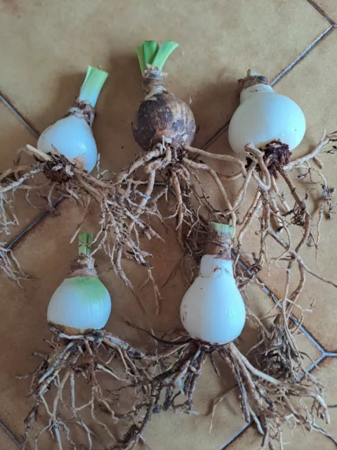 Hippeastrum hybrid from seeds. 5 bulbs