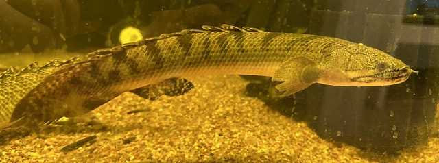 XL Weeksi Polypterus 11-12” Live Freshwater Tropical Aquarium Fish