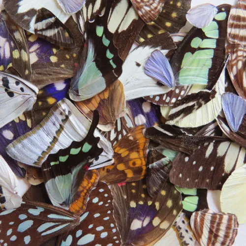 LOTS 24 REAL BUTTERFLY wing jewelry butterfly material ooak fairy DIY artwork
