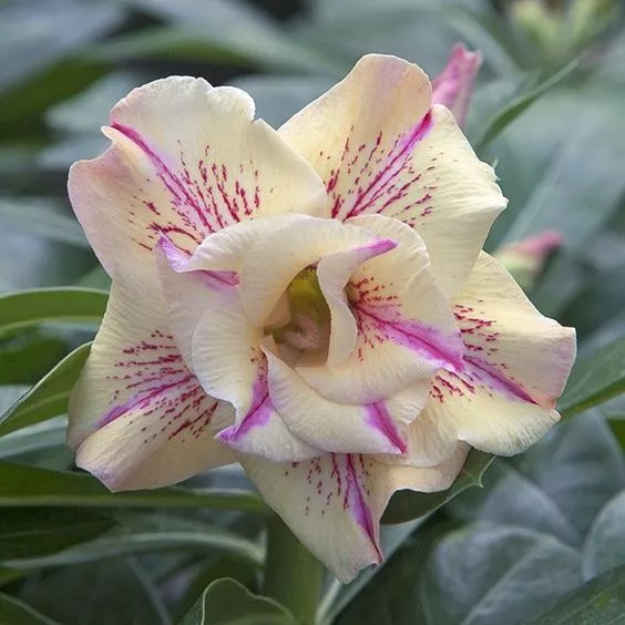 5 SEMI DI Adenium obesum "Yellow Fragrance" Rosa del deserto" SPEDIZIONE GRATU "