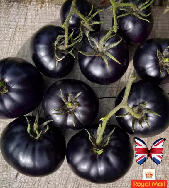 Tomato 9 Seeds Black Indigo Rose Rare Heirloom Non Gmo