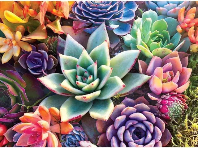 Paint by Number for Adults. DIY Succulent Plants Acrylic Painting Kit for Kid...