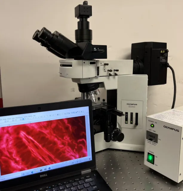 Olympus BX40 Fluorescence Trinocular Microscope Cam+Laptop