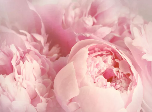 Papier Peint Photo INTISSÉ-ROSES-(601V)-Mural Fleurs Orchidée Plante Nature XXL