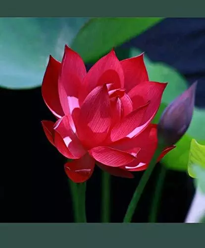 Fire Red Lotus/Water Lily Flower/Bonsai Lotus/Ponds / Bow/5 Fresh Seeds