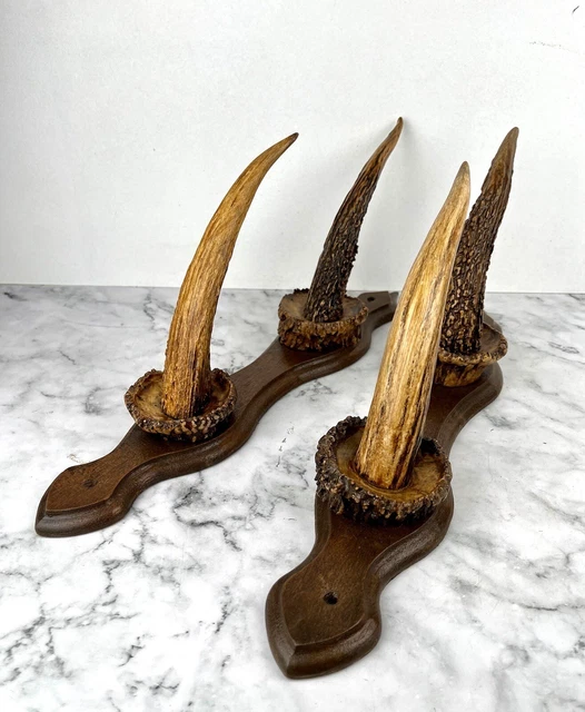 TROPHÉE DE GAZELLE, Antilope? Massacre, Curiosités, Chasse EUR 280,00 - FR