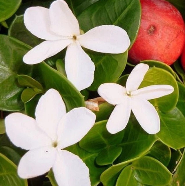 Magnolia Soulangeana In Vaso ø19 Cm - Pianta Da Giardino Con Fiori Rosa Profumati, Altezza 50-70 Cm - Foto 5