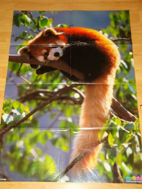 ✿RIESEN-TIER-POSTER KLEINER PANDA-BÄR✿Fußballtricks Teil2✿Gemüse✿Medizini✿10.03✿