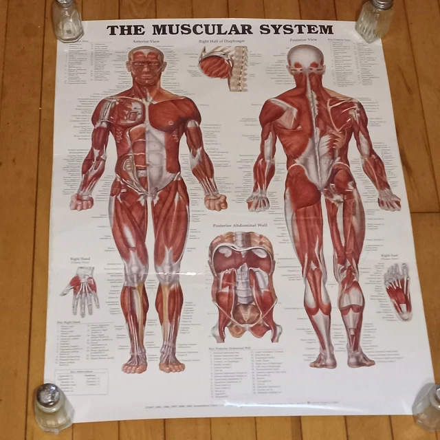 THE MUSCULAR SYSTEM Anatomical Chart by Anatomical Chart Company 2002 £