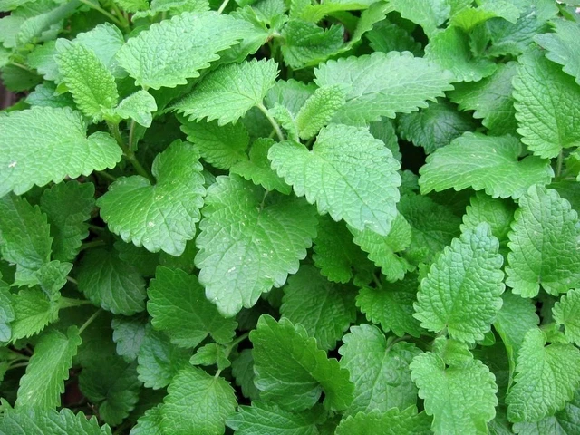 Lemon Balm Seeds, Melissa, Sweet Balm, Mint, NON-GMO, Variety Sizes, FREE SHIP