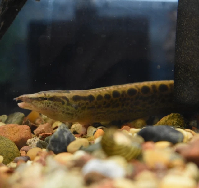 Live Tire Track Zig Zag Eeel (9-10" Freshwater Aquarium Fish) PLS READ DESCR 4