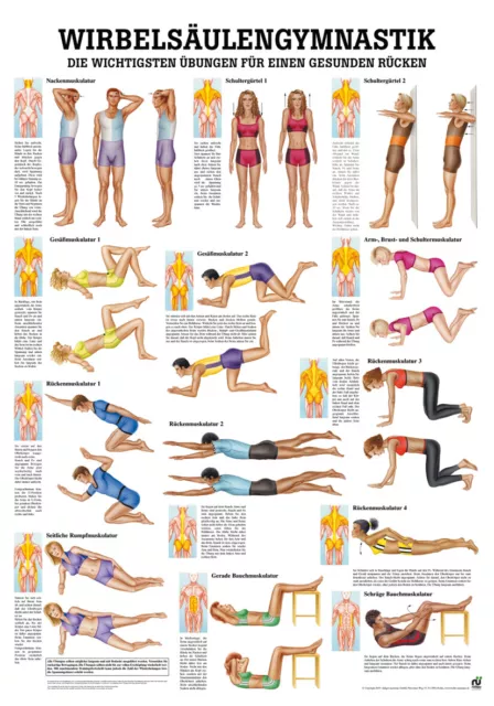 Wirbelsäulengymnastik von Rüdiger Anatomie