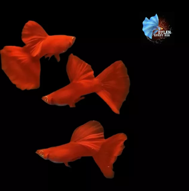 2X Male - Live Aquarium Guppy Fish High Quality Albino Full Red DBS - USA Seller