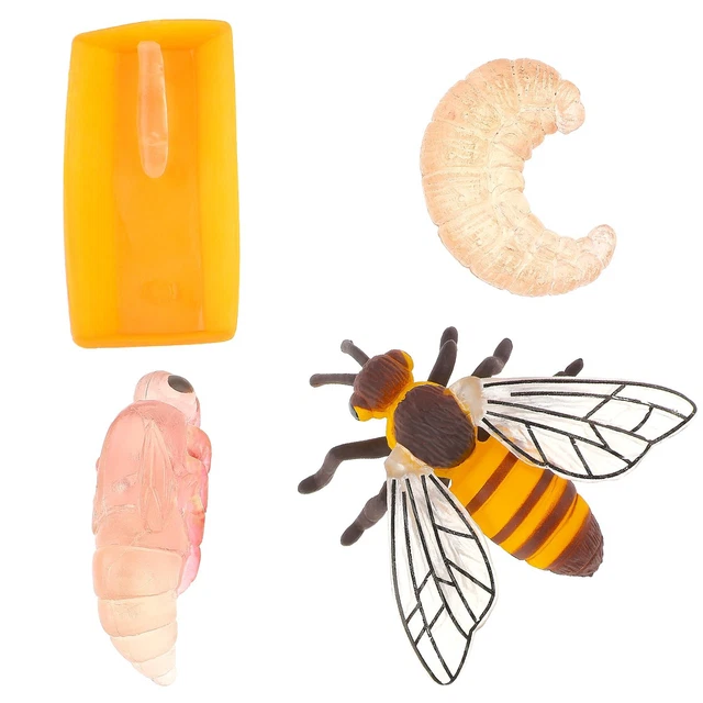 INTCHE Set Di 3 Cicli Di Vita – Farfalla, Coccinella E Rana – Modelli Educativi In Plastica – Giocattolo Didattico Per Bambini – 13 Figurine - 4