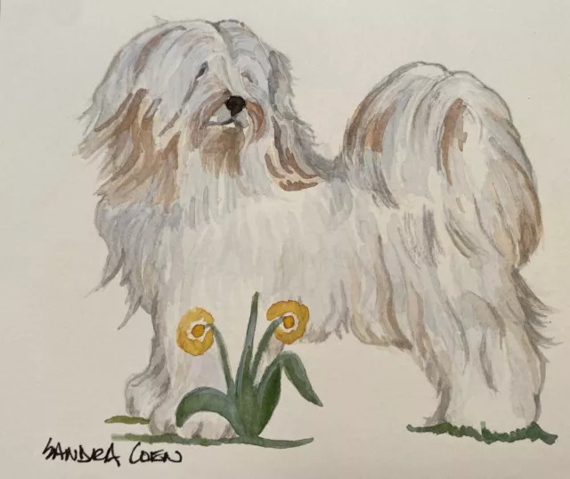 Tibetan Terrier Original Watercolor by Sandra Coen  Study