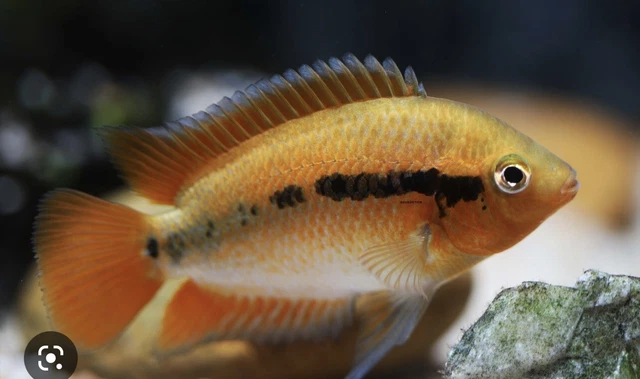 (Group Of 3) Rainbow Cichlid  - Herotilapia Multispinosa -  Live Fish (1.5"- 2")