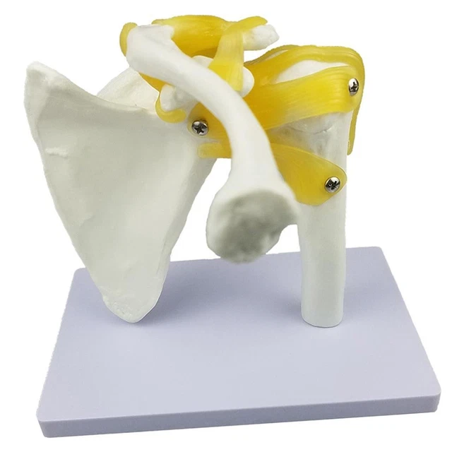 Modello di anatomia dell'articolazione della spalla umana con i nervi dei muscoli Modello di anatomia dell'articolazione della spalla per la dimostrazione in classe