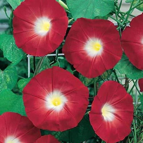 Red Morning Glory Climbing Vine | 100 Seeds to Plant | Beautiful Flowering Vinen