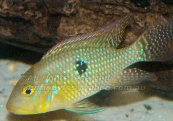 Geophagus Brasiliensis Cichlid 1.0"