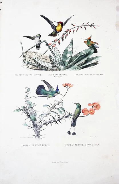 Lithographie Colorise Ma L Main  Tire De Buffon 1834 Les Oiseaux  Mouches