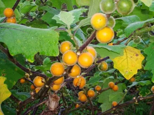 5 graines de COCONILLA (Solanum Stramonifolium)G782 SEEDS SAMEN SEMI SEMILLAS