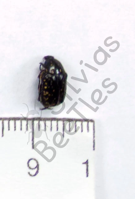 Beetles, Insects & Butterflies, Animals, Collectibles - PicClick CA
