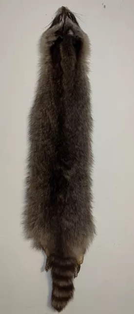 Raccoon Hide Fur Pelt Skin Tanned Animal Taxidermy Decor Cabin Hunting