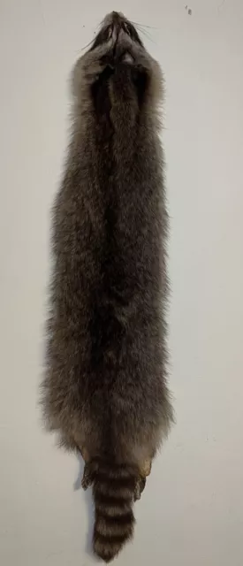 Raccoon Hide Fur Pelt Skin Tanned Animal Taxidermy Decor Cabin Hunting Raccoon Hide Fur Pelt Skin Tanned Animal Taxidermy Decor Cabin Hunting