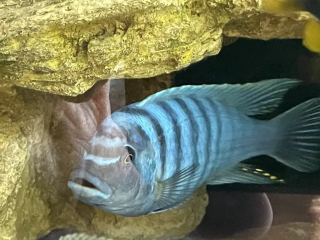 african cichlid live fish