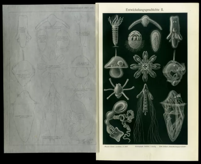 3 original lithographische Tafeln von 1909 Meeresbiologie Entwicklungsgeschichte 3