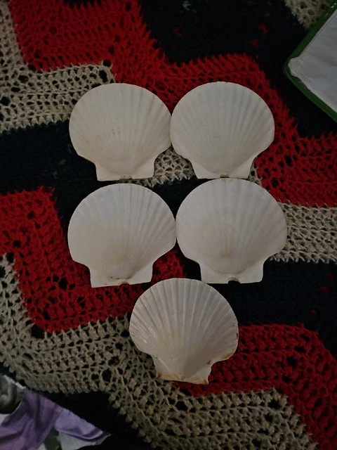 Real Scallop Shells