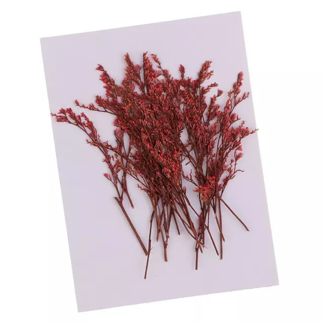 20 Pieces Dyed Red Limonium Dried Flowers Embellishments for