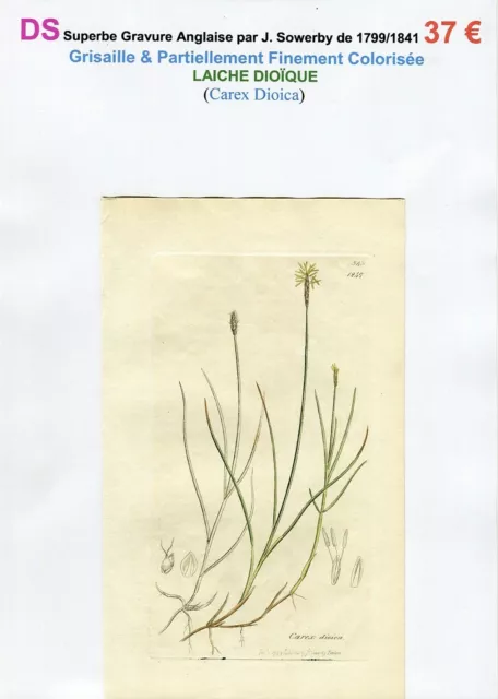 XVIII/XIX ème - LAÎCHE DIOÏQUE (Carex Dioica) Superbe Gravure de 1799/1841