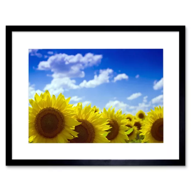 Photo Nature Plant Flower Sunflower Field Yellow Blue Sky Framed Print 12x16"