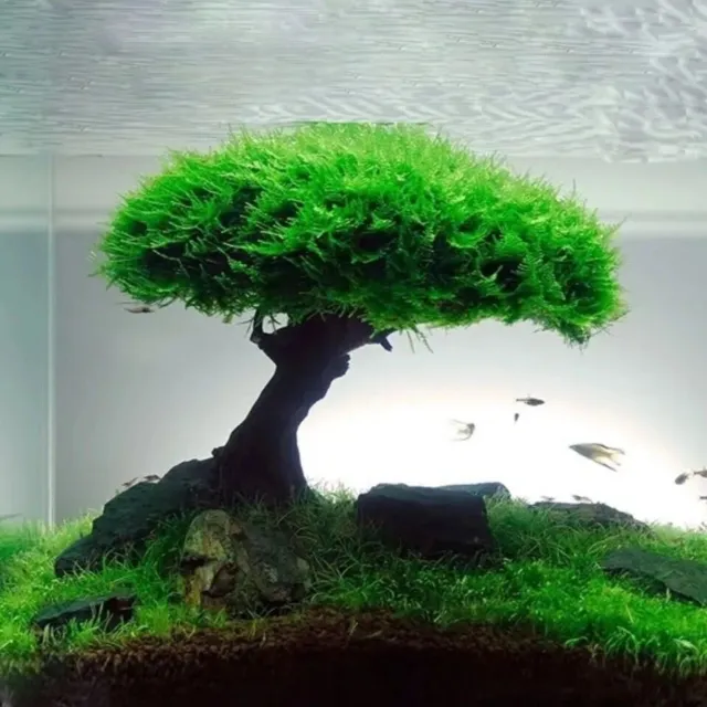 Fish Tank Plant Moss Tree Landscaping Decoration Wood Plant Root Driftwood deco
