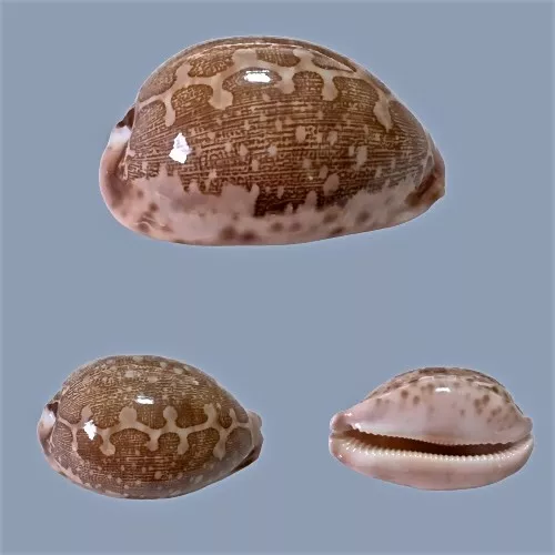 Cypraea mappa, Cuyo, Philippines, 63,1 mm, HD PATTERN, SELECTED QUALITY