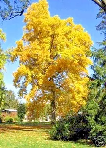 SAMEN winterhart Garten Saatgut Samen ganzjährig Pflanzen exotisch TULPENBAUM