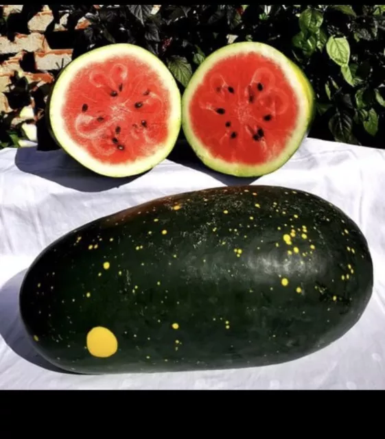 🌸 Watermelon Moon And Star Heirloom Uk fresh Seeds