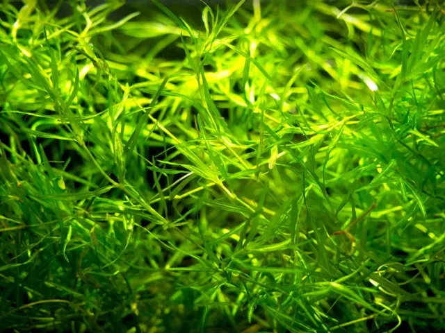 Guppy Grass - Aquarium Plants - Live Plants for Aquarium Fish Tank