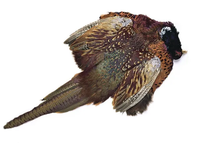 Ringneck Cock Pheasant Whole Skin