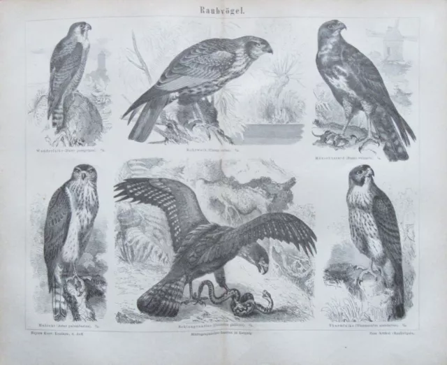 1878 RAUBVÖGEL Original alter Druck antik antique print Lithographie Tiere