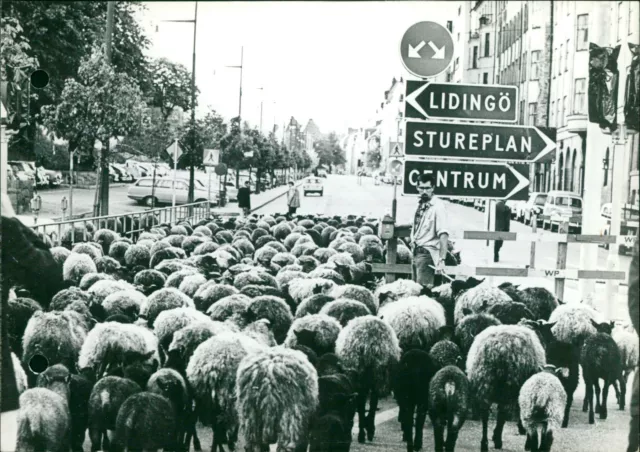 Sheep in Stockholm - Vintage Photograph 3714993