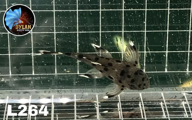 1 L264 Pleco(Size 3 Cm+ )- Sultan Pleco -High Quality Pleco - USA SELLER