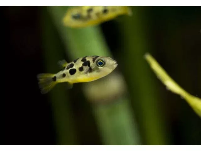 1 Pea Puffer Freshwater Fish