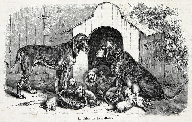 Dog Bloodhound Family with Pups Saint Hubert Hound 1860s Engraving Antique Print
