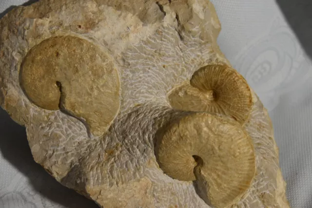 grand bloc ammonites 1 Streblites levipictus, 2 Taramelliceras compsum Ardèche.