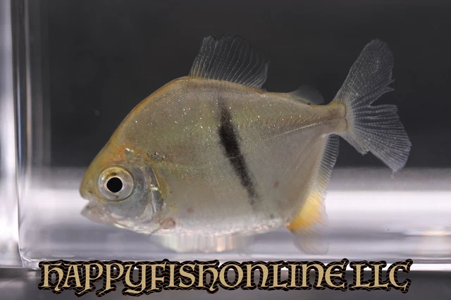 BLACK BAR MYLEUS (Myleus shromburgkii) (3) RARE DOLLARS - LIVE FISH - CB 2-2.5"