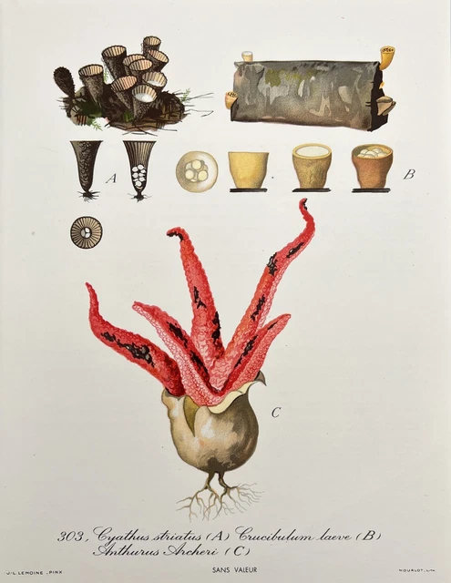 Vintage Print - Fluted Bird's Nest - Octopus Stinkhorn - Common Bird’s Nest