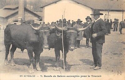 CPA 15 in Auvergne oxen salers accouples for work