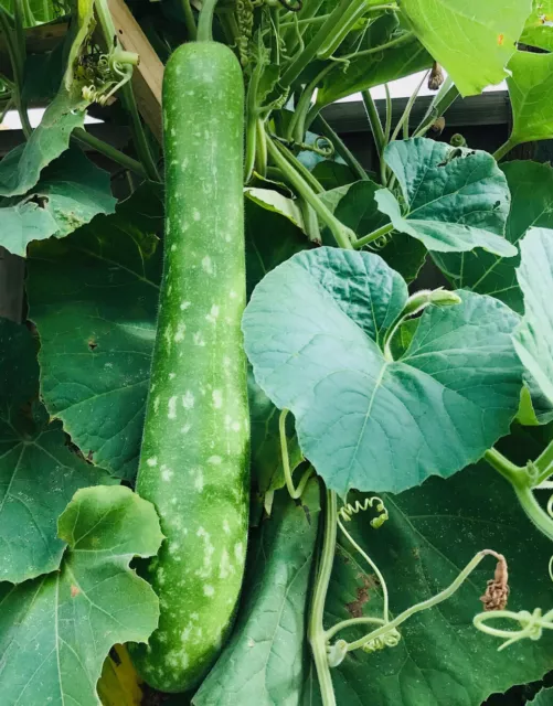 VERY Long Melon 6 Seeds Asian Bottle Gourd Calabash Lau Lauki Delicious OZ Grown